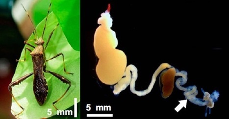 Relation symbiotique : des bactéries se joignent aux insectes dans leur guerre contre les pesticides | EntomoNews | Scoop.it