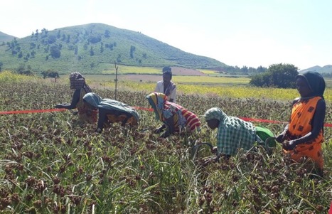 ODISHA, INDIA: Best Method-SMI in Finger Millet Enhances Productivity | SRI Global News ++ March - May 2025    System of Rice Intensification (SRI) | Scoop.it