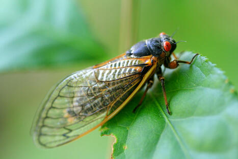 To hear the cicadas sing, enthusiasts travel from near and far | Customer service in tourism | Scoop.it