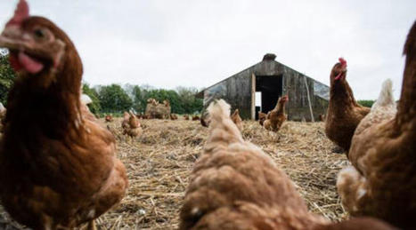 Grippe aviaire : Plus de 150 élevages infectés en France, en majorité dans les Landes | Toxique, soyons vigilant ! | Scoop.it