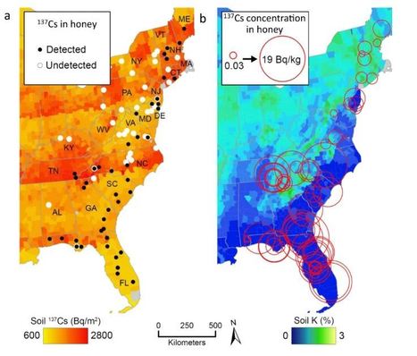 Des isotopes radioactifs retrouvés dans le miel américain | Histoires Naturelles | Scoop.it