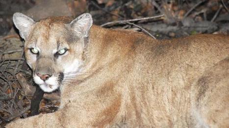 'Save L.A. Cougars' campaign calls for Agoura Hills wildlife crossing | Coastal Restoration | Scoop.it