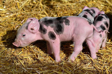 Comment le bien-être animal est devenu un enjeu économique pour l’agroalimentaire | La Gazette des abattoirs | Scoop.it