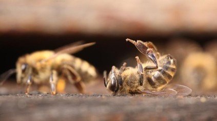Comment Monsanto pr&eacute;voit de modifier g&eacute;n&eacute;tiquement les abeilles&hellip; pour les sauver | EntomoNews | Scoop.it