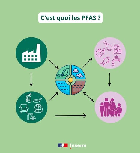 Polluants éternels – C’est quoi les PFAS ? | Inserm | Prévention du risque chimique | Scoop.it
