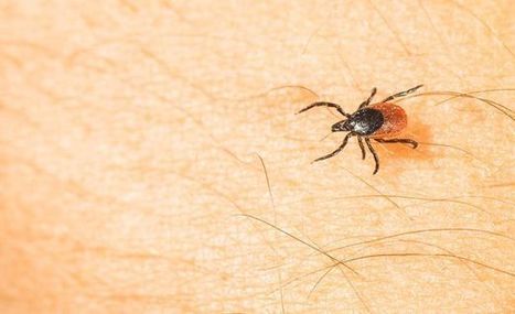 Punkit ovat ryömineet maanrakoihin odottamaan sateita - helteet ja huono myyrävuosi voivat kurittaa punkkikantaa parin vuoden viiveellä | 1Uutiset - Lukemisen tähden | Scoop.it