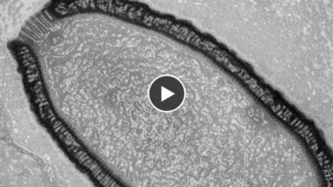 Un virus géant ressuscité après 30 000 ans passés dans la glace | KILUCRU | Scoop.it