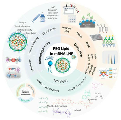 Review of PEG immunogenicity and potential solutions. | May Guo | Hésitations Vaccinales: Observatoire HESIVAXs | Scoop.it