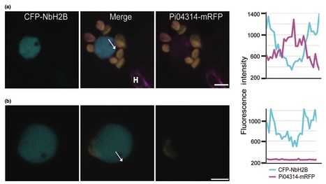 New Phytologist: Delivery of cytoplasmic and apoplastic effectors from Phytophthora infestans haustoria by distinct secretion pathways (2017) | Host Translocation of Plant Pathogen Effectors | Scoop.it