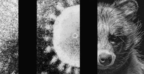 The Strongest Evidence Yet That an Animal Started the Pandemic | Salud Publica | Scoop.it