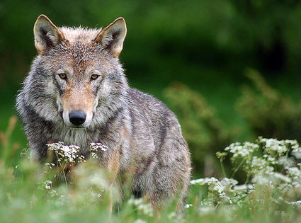 The Environment Is Under Attack | BIODIVERSITY IS LIFE  &ndash; | Scoop.it