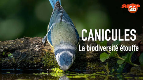 Canicules : la biodiversit&eacute; &eacute;touffe - 28 minutes -17/06/2026 - Arte | Biodiversit&eacute; | Scoop.it