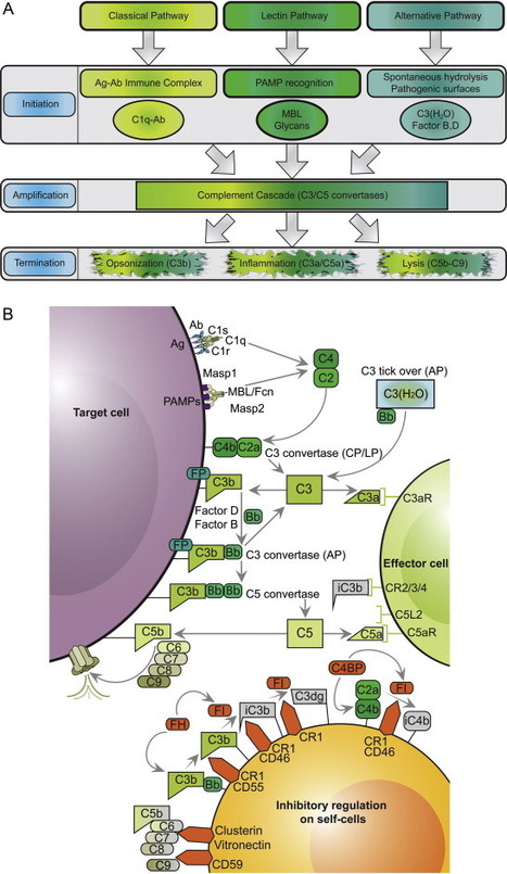 Complement in therapy and disease: Regulating the complement system with antibody-based therapeutics | Immunology and Biotherapies | Scoop.it