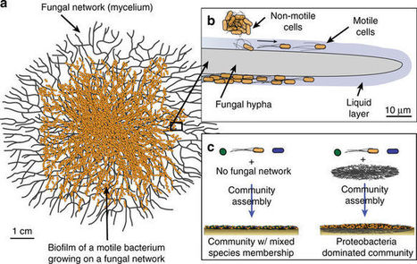 Fungal networks shape dynamics of bacterial dispersal and community assembly in cheese rind microbiomes | RMH | Scoop.it