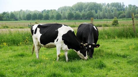 Producteurs de lait : les raisons de la colère | Lait de Normandie... et d'ailleurs | Scoop.it