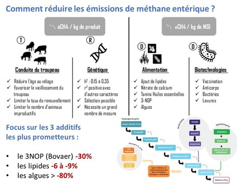 Les additifs alimentaires sont des solutions d'avenir pour réduire les émissions de méthane entérique des ruminants… | Lait de Normandie... et d'ailleurs | Scoop.it