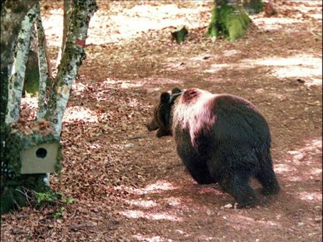 Ari&egrave;ge: une centaine de maires &agrave; Toulouse pour exiger le retrait de l'ours | Biodiversit&eacute; | Scoop.it