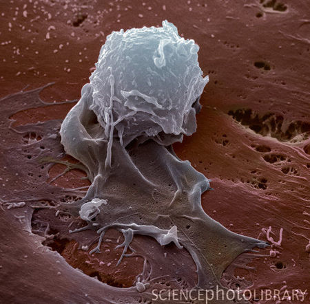 Human Macrophage | Science News | Scoop.it
