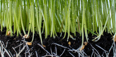 Les plantes aussi ont un microbiote &ndash; pourrait-on s&rsquo;en servir pour se passer de phytosanitaires&nbsp;? | Les Colocs du jardin | Scoop.it