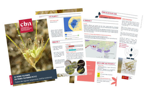 Edition de 6 fiches techniques &laquo; esp&egrave;ces des lagunes temporaires m&eacute;diterran&eacute;ennes &raquo; produites par le CBNMed | Regards crois&eacute;s sur la transition &eacute;cologique | Scoop.it