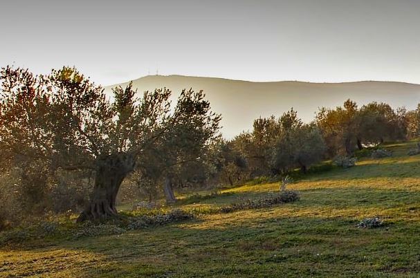 Olive Oil Times – News, Reviews and Discussion