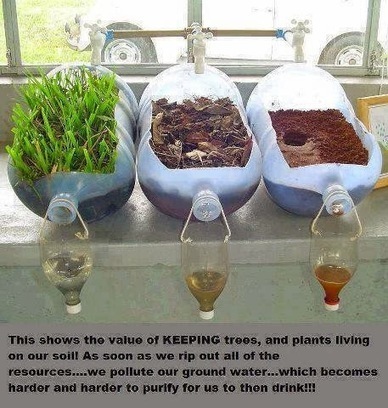 Plant Water Filtration Experiment | Go-Green-Team | Scoop.it