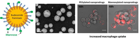 Des nanoparticules de glucocorticoïdes pour cibler les macrophages | Life Sciences Université Paris-Saclay | Scoop.it
