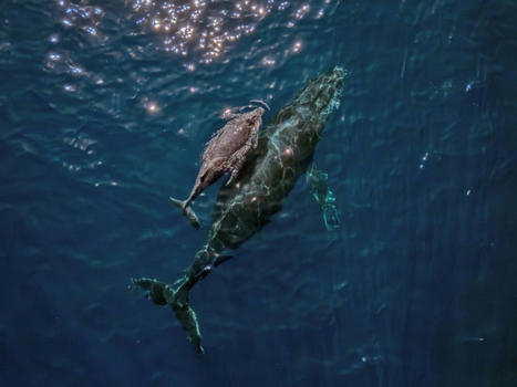 Le secret du chant des baleines caché au fond de leur larynx | Biodiversité - @ZEHUB on Twitter | Scoop.it