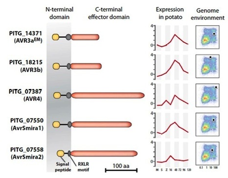MPMI: Qualitative and quantitative late blight resistance in the potato cultivar Sarpo Mira is determined by the perception of five distinct RXLR effectors (2012) | Publications | Scoop.it