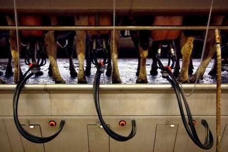 Les actions de la plus grande ferme laitière de Chine s'effondrent de 85% | Questions de développement ... | Scoop.it