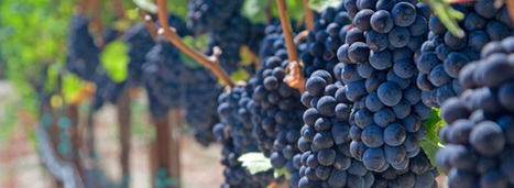 Valorisation des r&eacute;sidus de vinification : les distillateurs en col&egrave;re | D&eacute;veloppement Durable, RSE et Energies | Scoop.it