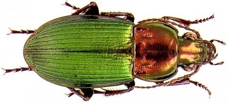 Am&eacute;liorer les concepts des traits fonctionnels des invert&eacute;br&eacute;s des sols en agro&eacute;cologie | EntomoScience | Scoop.it