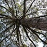 Forêt, Bois, Milieux naturels : sciences et techniques