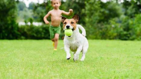 Does Owning Childhood Pets Improve Your Wellbeing:  "A sense of empathy for animals can also affect our empathy for one another."... | Empathy and Animals | Scoop.it