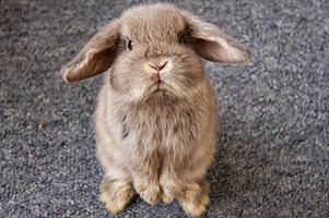 33 Animals Who Are Extremely Disappointed In You | Writing Activities for Kids | Scoop.it
