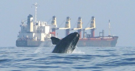 North Atlantic Right Whale Population Dips Below 450 After 'Deadliest Year' Since Whaling Era | Coastal Restoration | Scoop.it