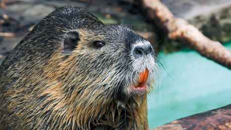 Des ragondins g&eacute;ants s&egrave;ment le chaos en Californie: ils auraient &eacute;t&eacute; introduits volontairement par l'&ecirc;tre humain | Biodiversit&eacute; - @ZEHUB on Twitter | Scoop.it