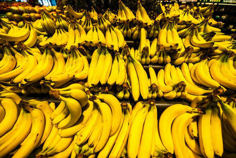 BANANE : le casse-tête d’un fruit accessible et durable | ALIMENTATIONS | Scoop.it