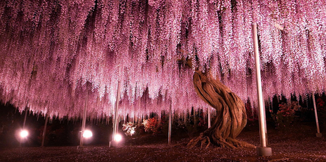 This 144-Year-Old Wisteria Is The Largest Of Its Kind In Japan | 16s3d: Bestioles, opinions & pétitions | Scoop.it