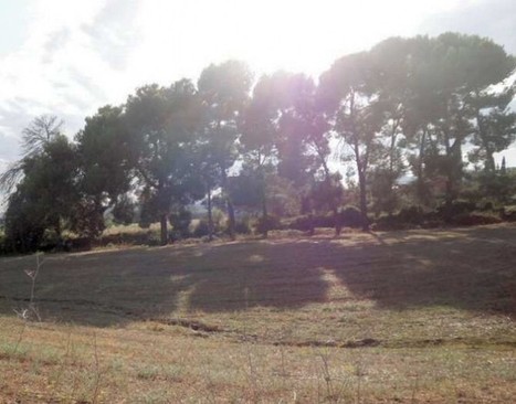 Biocombustibles elaborados a partir de algas y no de plantas terrestres. | tecno4 | Scoop.it