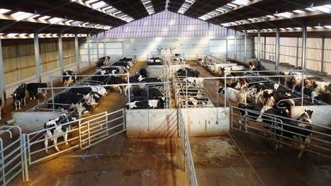 Bâtiment d'élevage bovin : L'innovation dans la construction et l'aménagement des bâtiments | Lait de Normandie... et d'ailleurs | Scoop.it