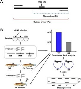 A PCR Based Protocol for Detecting Indel Mutations Induced by TALENs and CRISPR/Cas9 in Zebrafish | Genetic Engineering Publications - GEG Tech top picks | Scoop.it