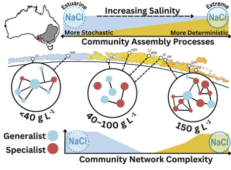 Extreme Salinity Change Governs Microbial Community Assembly and Interactions | emb | RMH | Scoop.it