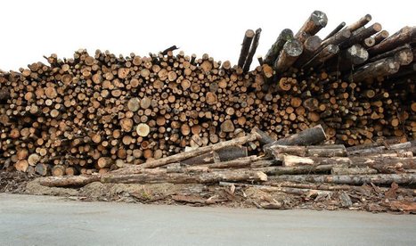 Bois : d'innombrables ressources dans nos forêts  | Vallées d'Aure & Louron - Pyrénées | Scoop.it