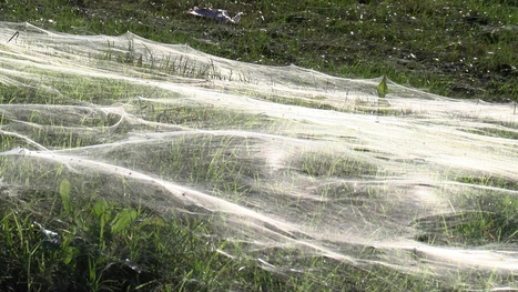 Millions of Baby Spiders Create Giant Silken Blanket | No Such Thing As The News | Scoop.it