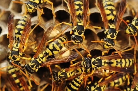 New Linux Malware ‘HiddenWasp’ Borrows from Mirai, Azazel | #CyberSecurity | ICT Security-Sécurité PC et Internet | Scoop.it