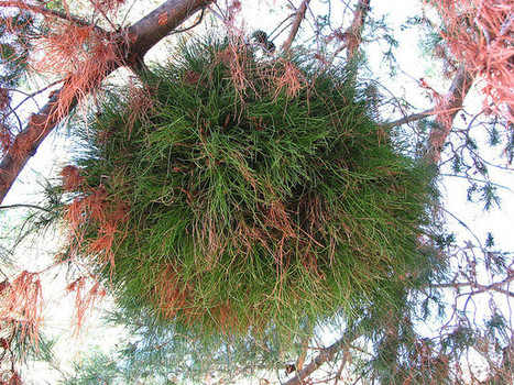 Witches' Broom! | Plants and Microbes | Scoop.it