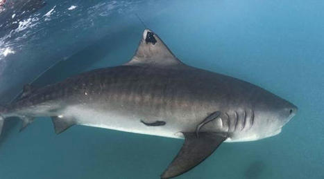 L'usage de répulsifs anti-requins peut réduire le nombre des attaques, selon une étude | Biodiversité | Scoop.it