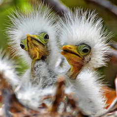 Hair Brothers Duo by Jeff Clow | My Photo | Scoop.it