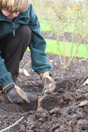 Roses: planting / Royal Horticultural Society | Hobby, LifeStyle and much more... (multilingual: EN, FR, DE) | Scoop.it